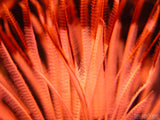 under water red fern