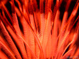 Underwater delicate orange flora 