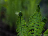 backdrop of unfolding ferns