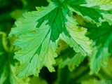 variegated green leaf closeup