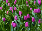spring background of violet tulips