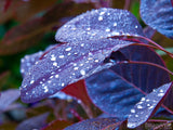 water drops on a purple leaf