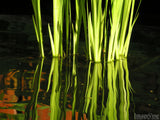 water plants reflected on the pond