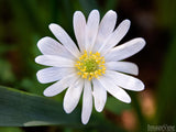 beautiful background of white daisy in spring