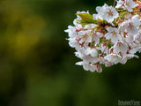 white kissed blossoms spring background