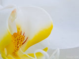 closeup of a white and yellow orchid