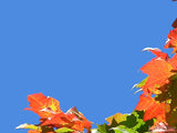 wild blue sky and fall leaves 