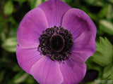spring purple wind flower