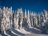 snow shadow trees winter forest background