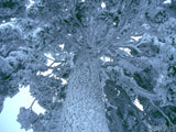 looking up and the trunk and limbs of snow cover tree