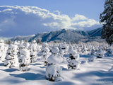 christmas carols walking in a winter wonderland background