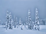 winters melody background of trees snow and fog