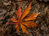 single fall orange leave on tree trunk background