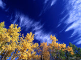 yellow birch trees in fall