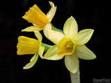 yellow daffodil on a black background