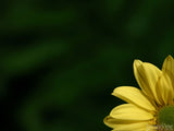 yellow daisy and green background