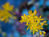 yellow flower cluster