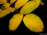 yellow hickory leaves on black background