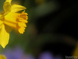 yellow sweetness spring flower on a blurred background