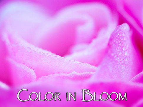 Color in Bloom Backgrounds Collection