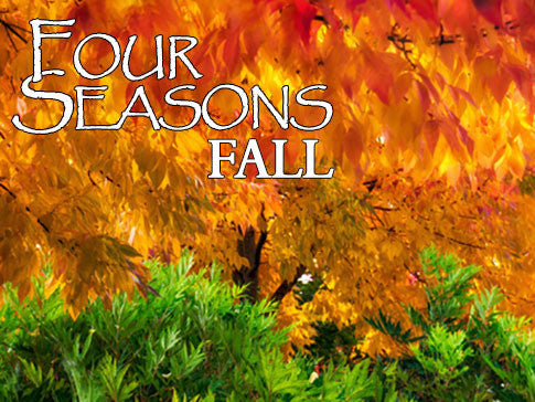 four seasons fall backgrounds collection