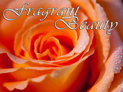 a beautiful fragrant orange rose