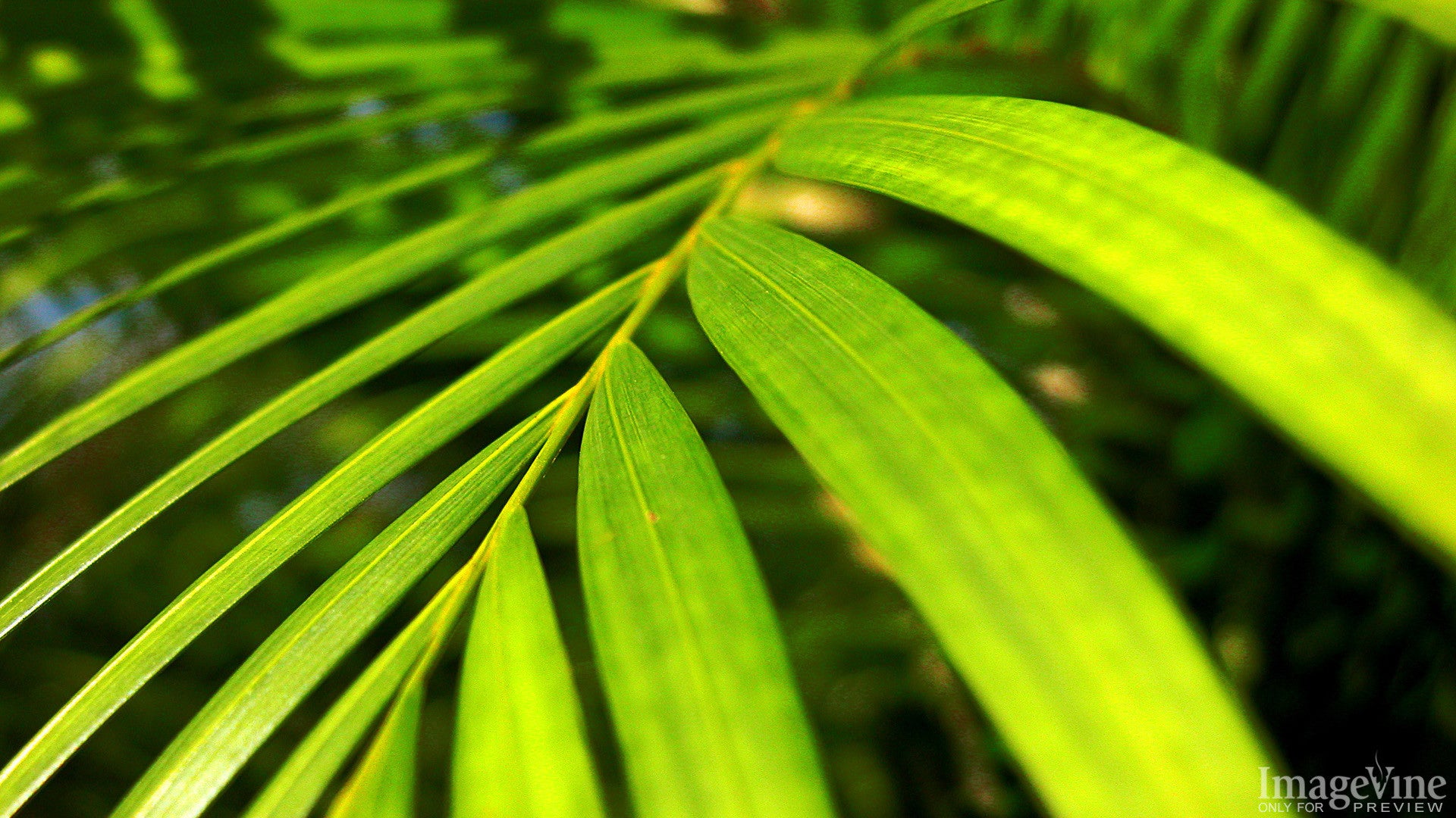 palm sunday, palm branch, close-up, green, waving, easter background